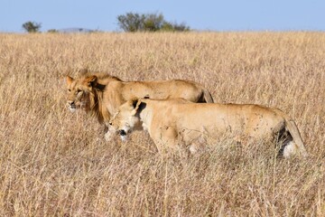 portrait of leo in the savanna