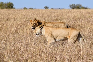 portrait of leo in the savanna