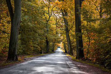Autumn trees alley with colorful leaves in the park