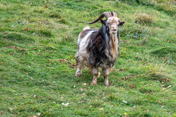 Naklejka na ściany i meble Wild British Primitive Feral Goat