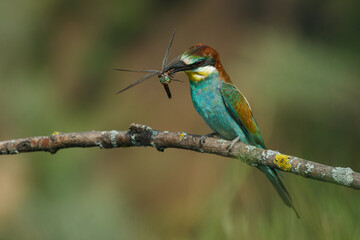 Bee-eater, Merops apiaster. The most colorful bird of Eurasia. A bird caught a dragonfly