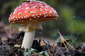 Beautiful closeup(macro) of forest autumn amanita mushroom. Gathering mushrooms. Mushroom...