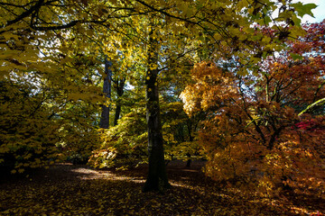 Obraz premium Beautiful autumn colours