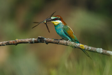 Bee-eater, Merops apiaster. The most colorful bird of Eurasia. A bird caught a dragonfly