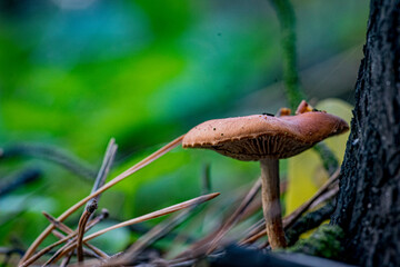 Beautiful closeup(macro) of forest autumn mushrooms. Gathering mushrooms. Mushrooms macro photo. Forest and moss photo close up, forest background. Fall. Fallen leaves and mushrooms.