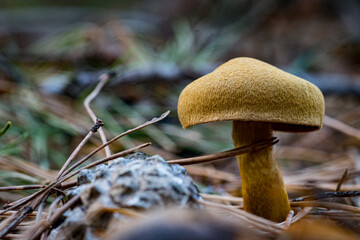 Beautiful closeup(macro) of forest autumn mushrooms. Gathering mushrooms. Mushrooms macro photo. Forest and moss photo close up, forest background. Fall. Fallen leaves and mushrooms.