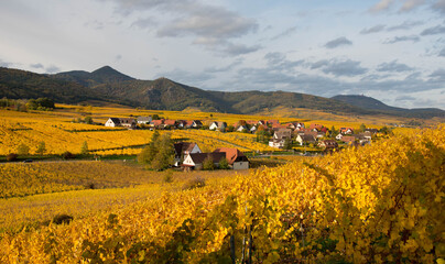 WEinberge im Herbst im Elsass oberhalb von Riquewihr und Zellenberg