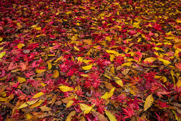 Piles of autumn leaves