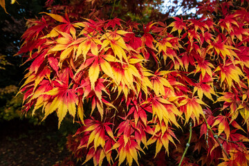 Colorful Maple leaves