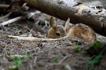 Red deer newborn calf lies in forest