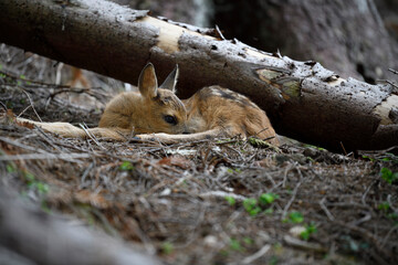 Red deer newborn calf lies in forest
