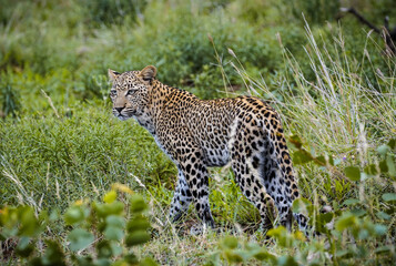 Leopard walks on the savannah, leopard in Africa, leopard among the savannah