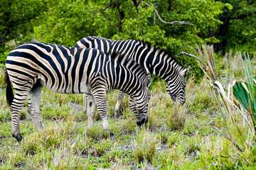 Fototapeta na wymiar African zebras huddle in the savannah, two zebras