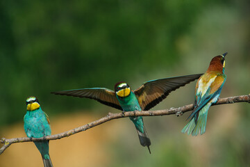 European Bee-eater comes in to land on a branch with another bee-eater