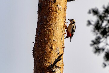 woodpecker on tree