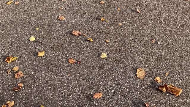 Wind blows and roll autumn leaves on asphalt road, slow motion, tracking shot
