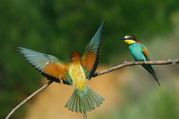 European Bee-eater comes in to land on a branch with another bee-eater