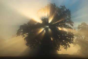back lit oak trees in early foggy morning