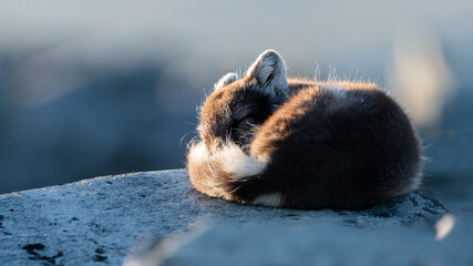 arctic fox sleeping on a rock