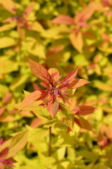 Japanese meadowsweet