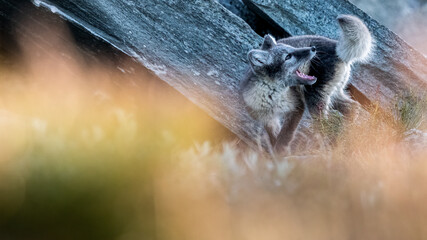 arctic fox cub chasing its own tail