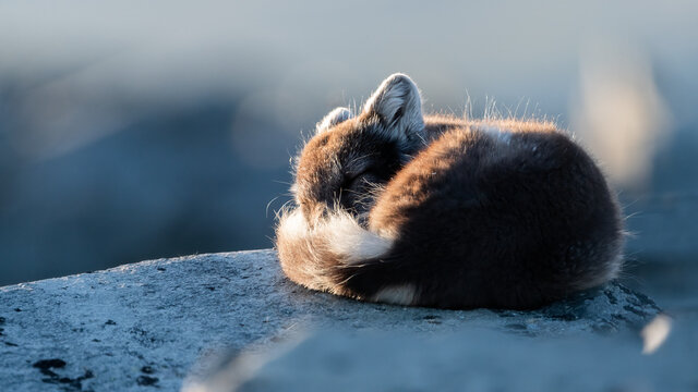 Arctic Fox Sleeping On A Rock