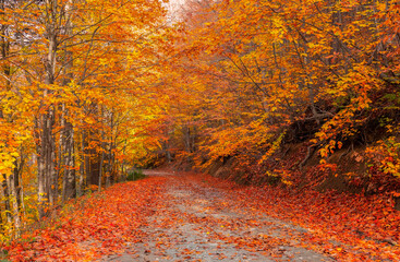 Naklejka premium It's autumn time. Autumn colors. Spectacular autumn scenery.