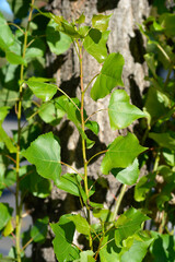 Lombardy poplar