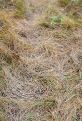 A path in the thick meadow grass. Selective focus.