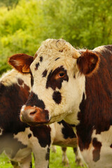 Animal ferme vache 471