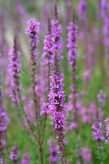 Purple loosestrife