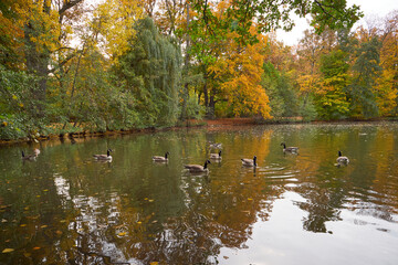 Fototapeta premium Canada geese in the lake.Park in Fürth, Germany, during autumn season