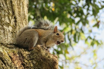 Naklejka na ściany i meble Gray american squirrel on tree in Florida nature, closeup 