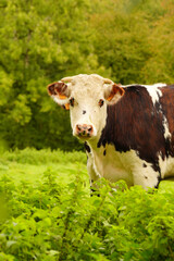 Animal ferme vache 472