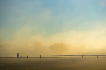 Meadow with trees in heavy fog, with wooden fence and cow