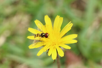 Bee on the flower