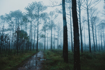 Fototapeta na wymiar tropical pine evergreen forest with fog and mist, Phu Kradueng National Park, Thailand