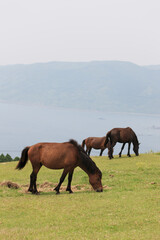 Obraz premium 都井岬の馬