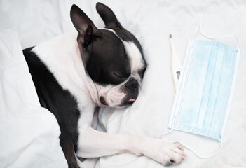 The Boston Terrier dog is ill and sleeps in a bed with a high temperature, next to a thermometer and a medical mask, covered with a blanket with his tongue hanging out.