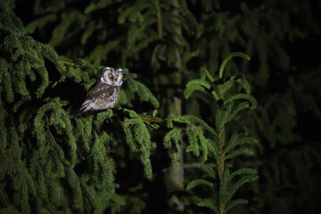 Boreal owl perched on spruce tree in night