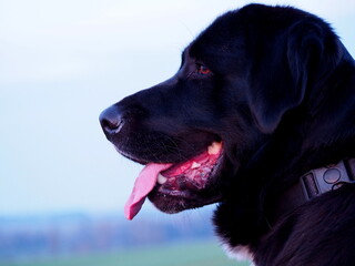 portrait of big breed dog, crossbreed of golden retriever and shepherd dog, black dog head, sticking out pink tongue, background