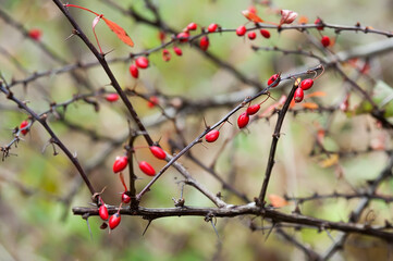 The branch with red Berberis berries and thorns