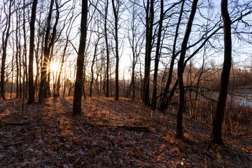 Vintage photo of autumn forest on sunrise.