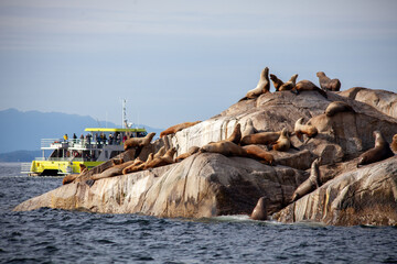 The Prince of Whales eco-tourism whale watching and wildlife adventure catamaran boat brings...