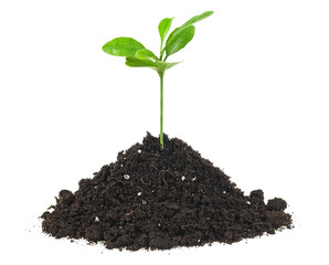 Young green sprout in the ground isolated on a white background. Citrus fruit.