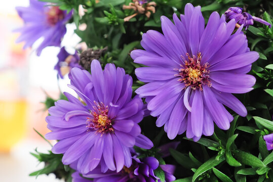 A macro closeup image of a purple Aster flower