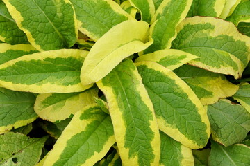 Green and yellow leaves of Comfrey 'Axminster Gold'