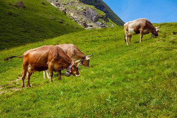 Three brown cows with big cowbells grazing on fresh green alpine pastures in Bernese Alps against clear blue sky.