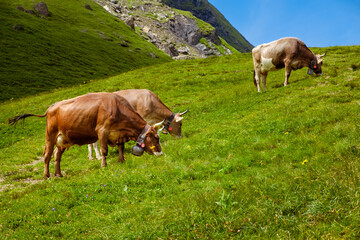 Three brown cows with big cowbells grazing on fresh green alpine pastures in Bernese Alps against...