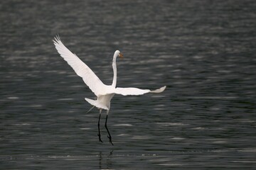 Egret landing on salt pond